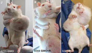 Rats fed Monsanto's GM corn developed cancerous tumours.