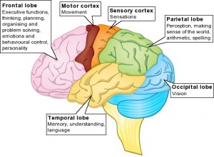The frontal lobe. Click to enlarge
