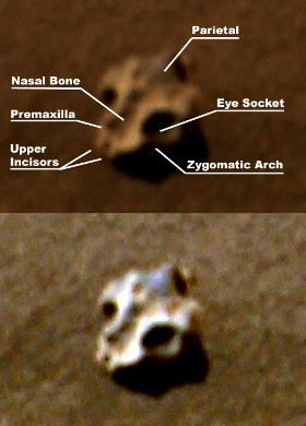 The Mars Rover has also photographed what appear to be skull like objects