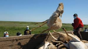 Dead saigas. Click to enlarge