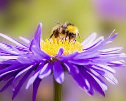Young women are flowers. Young males are bees