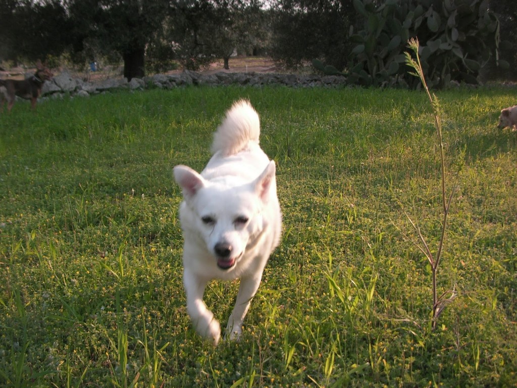pancho